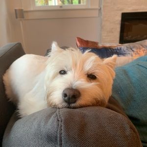 Meet your Posher, Jennifer